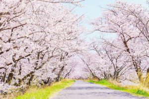 日本交通　都内で桜名所巡る「お花見タクシー」、予約受付開始
